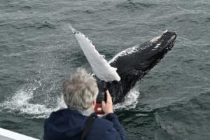 humpback whale breaches right in front of whale watching boat
