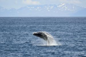 humpback whale breaching in distance