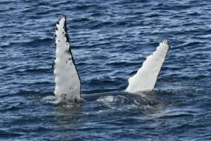 humpback whale's peduncles out of the water