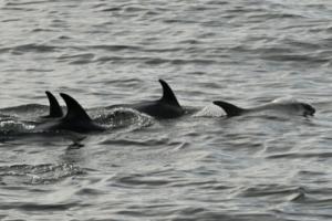 white-beaked dolphins