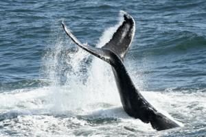 humpback whale tail slaps