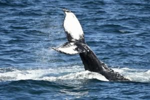 humpback whale tail upside down