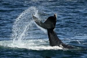humpback whale tail slapping