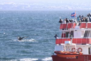 humpback whale dives next to whale watching boat