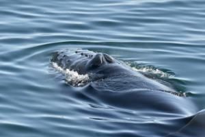 humpback whale rostrum and blowholes clearly visible at the water surface
