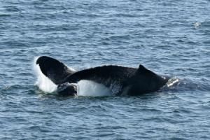 humpback whale preparing to peduncle throw