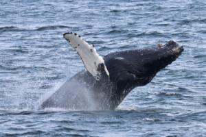 humpback whale breaches very close
