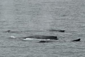 four humpback whales surface together