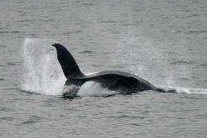humpback whale throws its peduncle