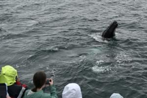 spy hopping humpback whale near boat