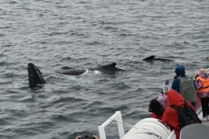 humpback whales surface very close to boat