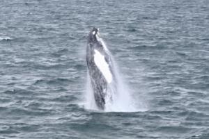 humpback whale breaching