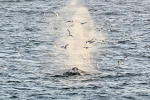 birds fly in humpback whales breath