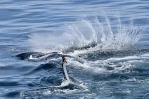 humpback whale slaps peduncle and creates a weird splash