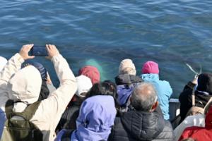 humpback whale swimming under the surface looking at people