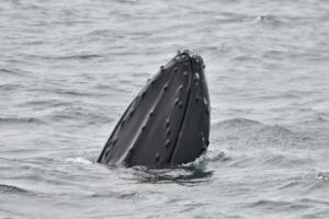 humpback whale spy hopping