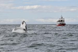 humpback whale breaches backwards towards Elding the whale watching boat