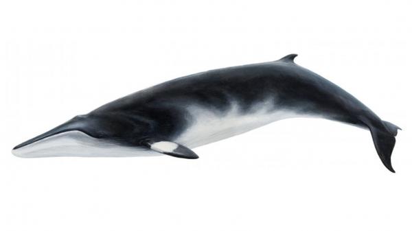 minke whale illustration