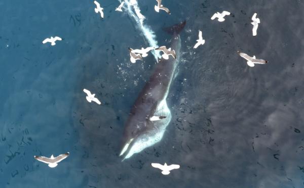 Minke whale feeding amongst seabirds