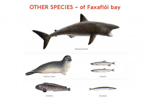 other species of faxaflói bay illustration