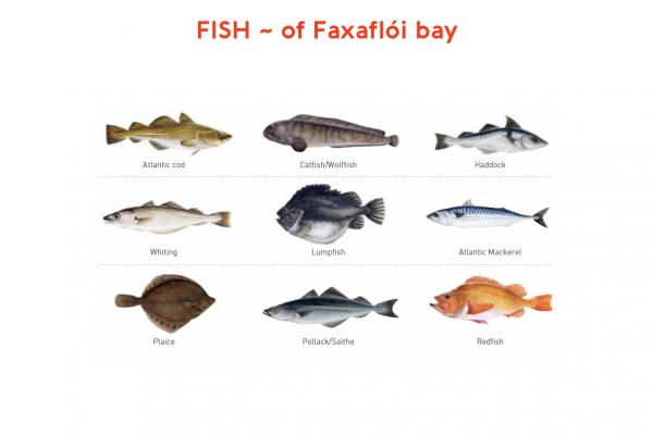 fish of faxaflói bay illustration