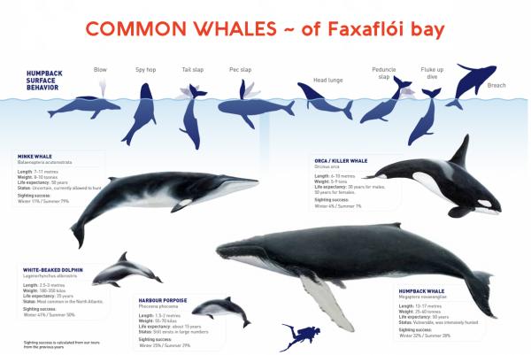 whales of faxaflói bay