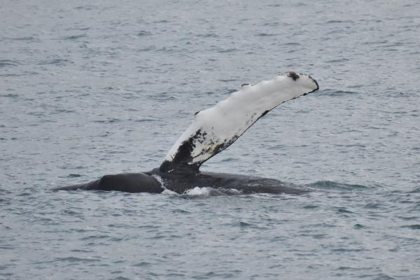 humpback whale pectoral fin