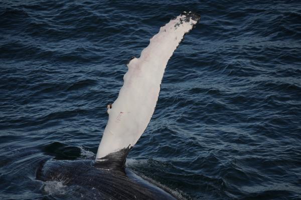 humpback whale pectoral fin