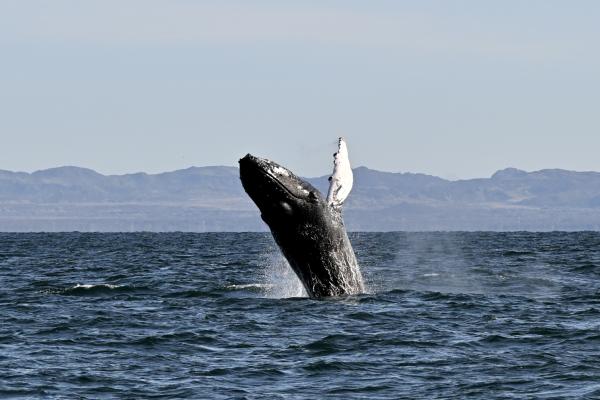 humpback whale breaches high in the air