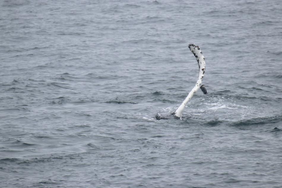 Humpback's pectoral out of the water.