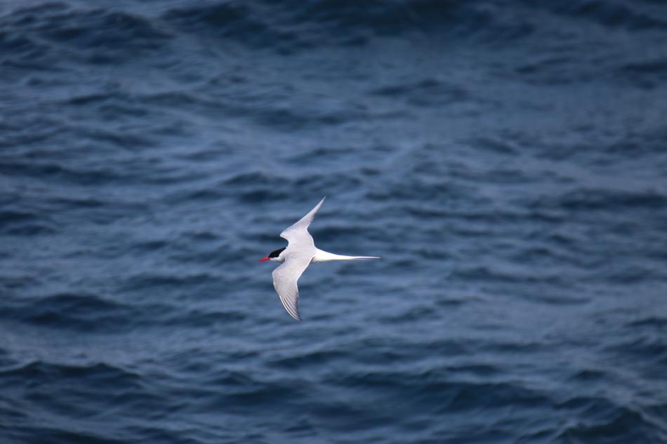 arctic tern in flight