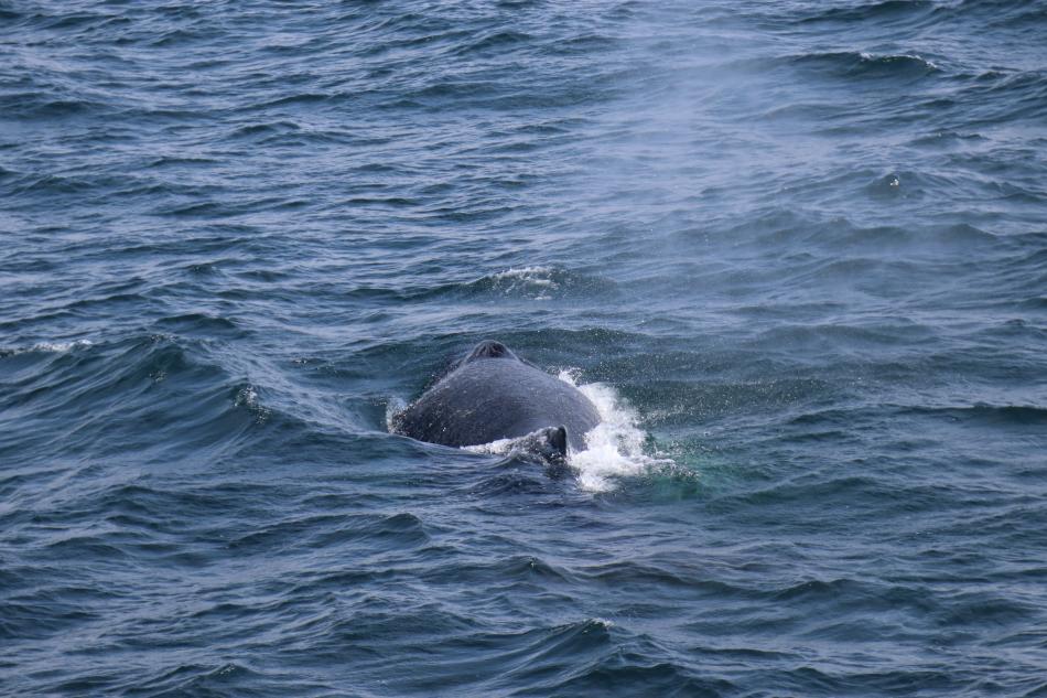 humpback whale back