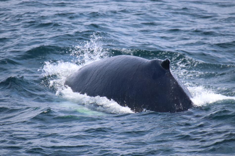 humpback whale back close up