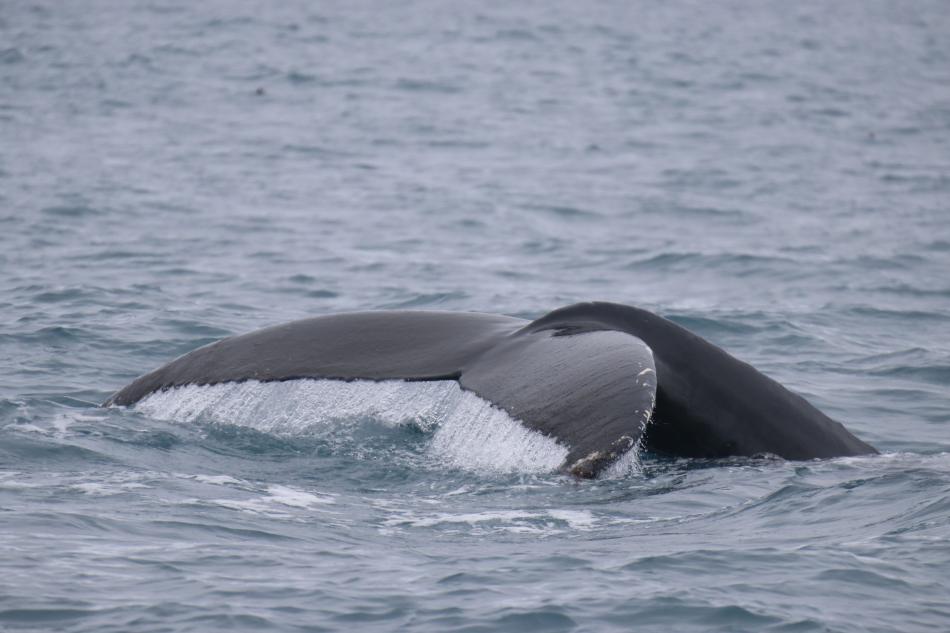 News : Playful or Lazy? Dolphins Ride the Bow Wave