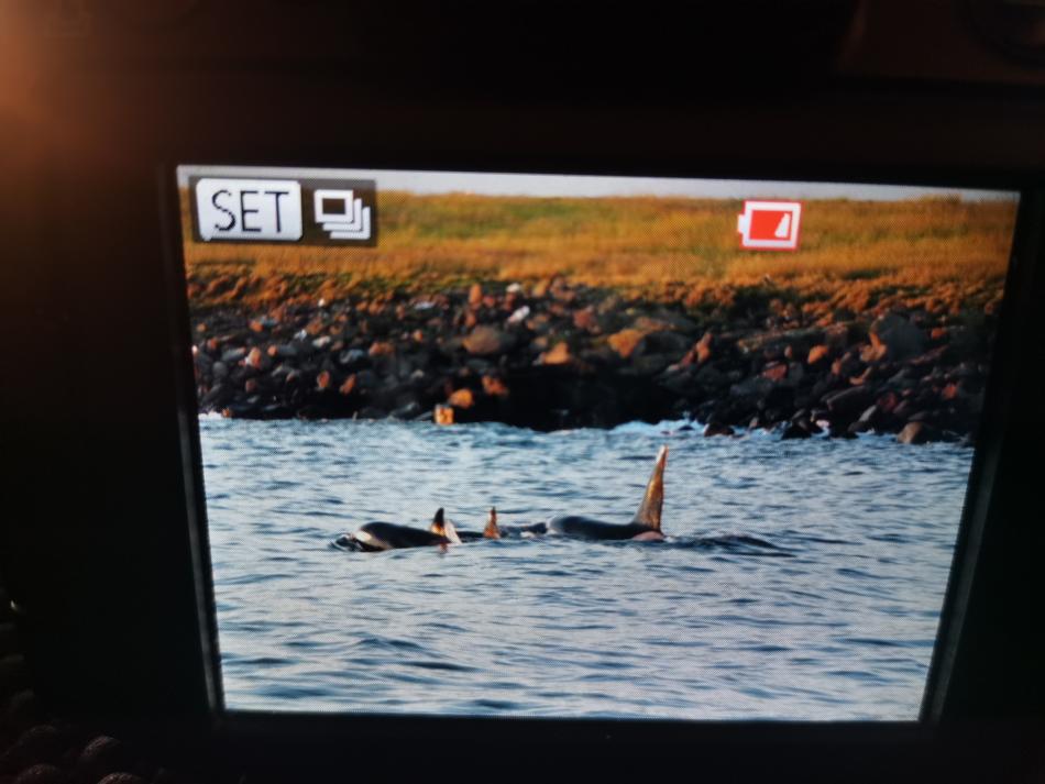 orca photo from camera