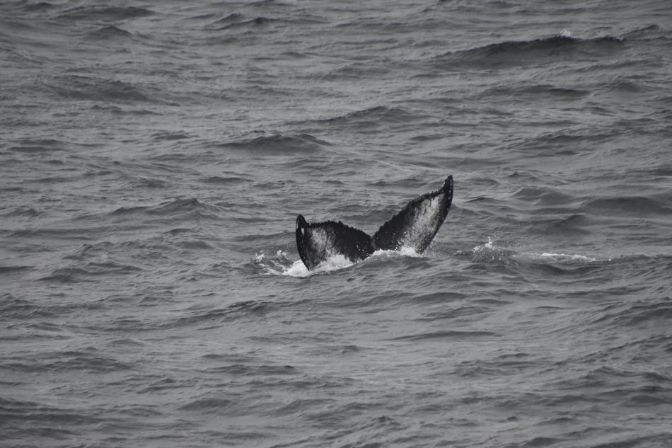 whale tail