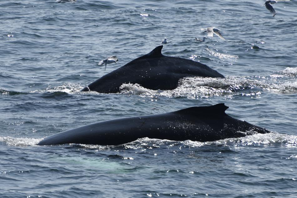 two humpback whales