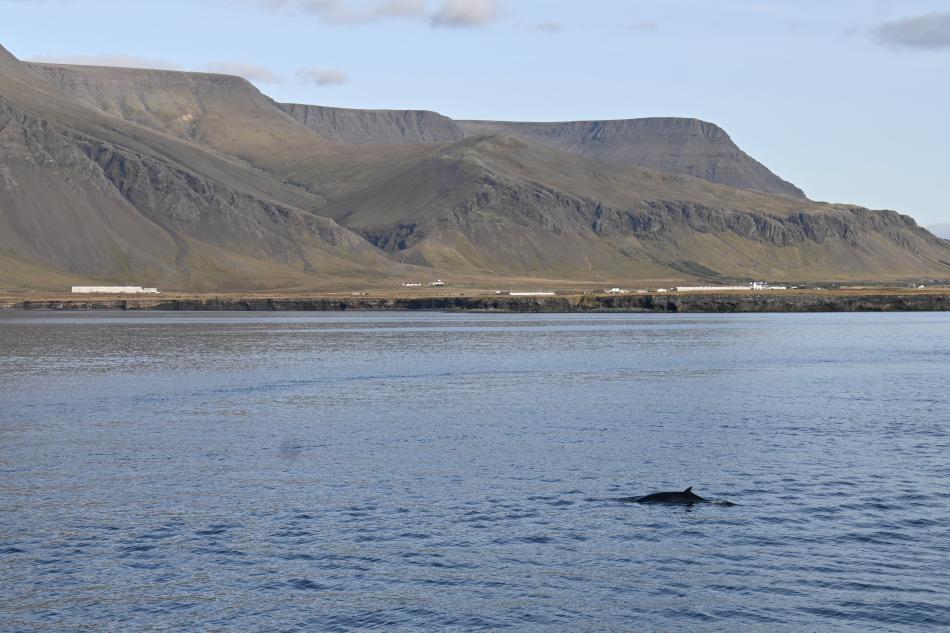 minke whale in front of mountain Esja