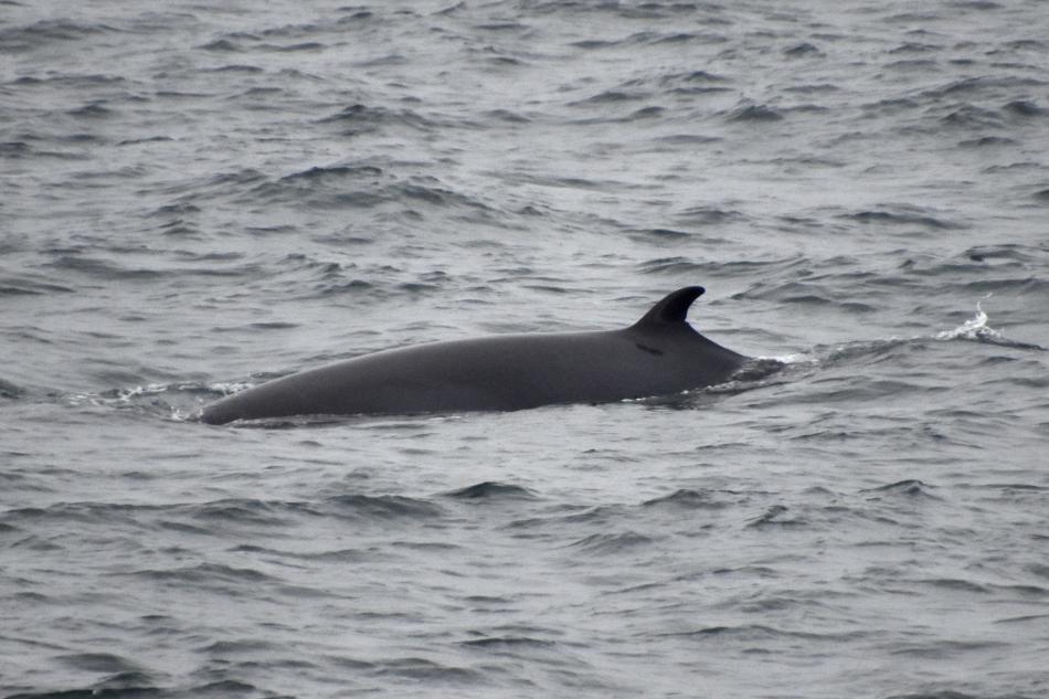 minke whale surfacing