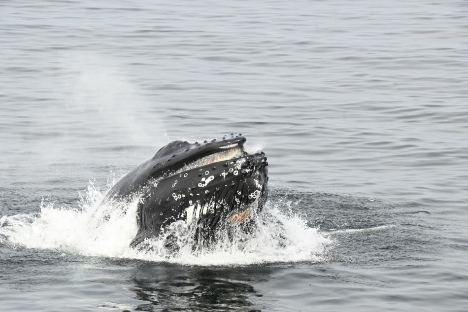 whale watching 23 july 2023