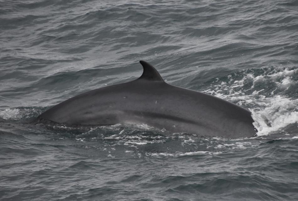 minke whale dorsal fin in icelandic waters