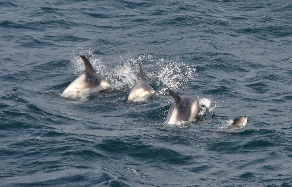 a small pod of white beaked dolphins