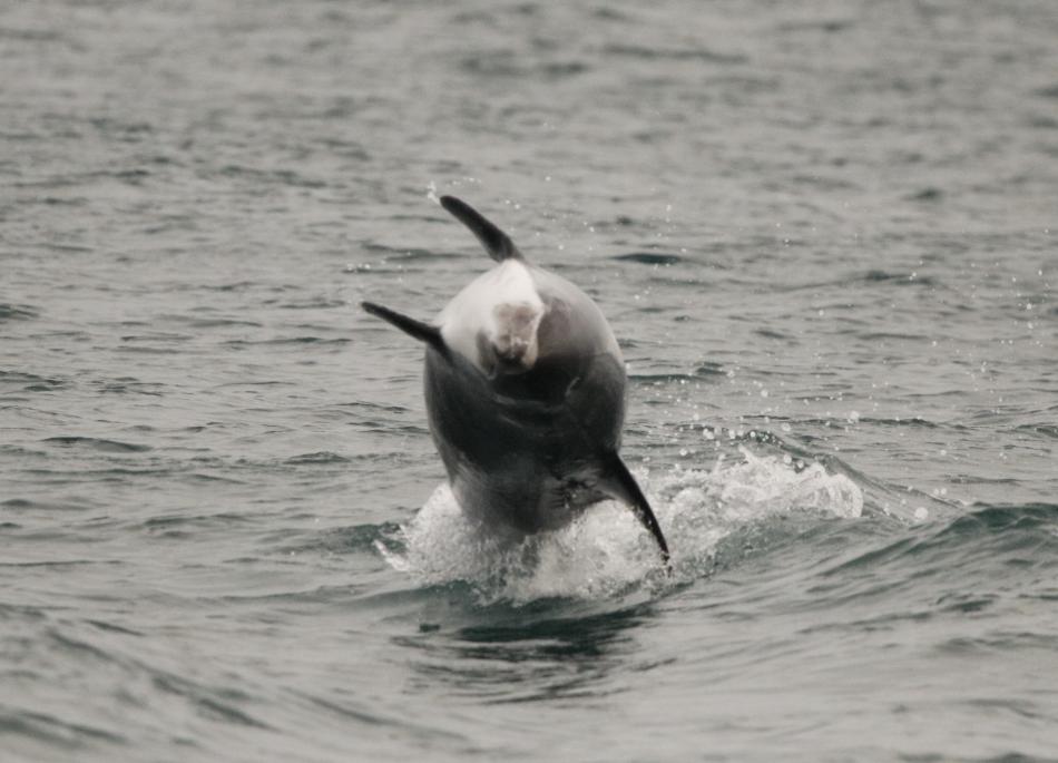 jumping dolphin iceland reykjavik