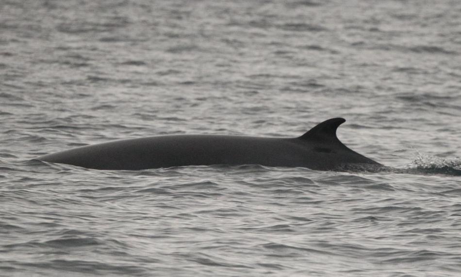 minke whale reykjavik