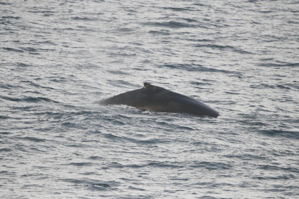 humpback whale back fin