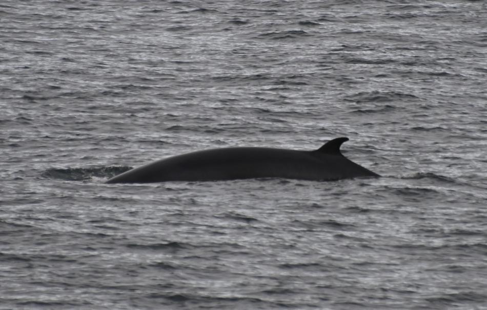 minke whale in faxafloi bay