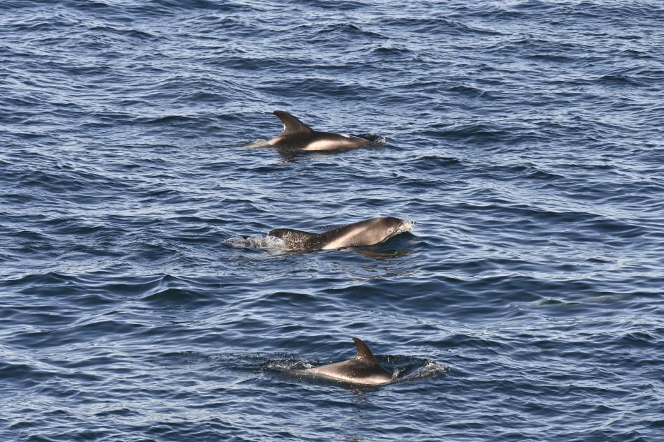 dolphins in reykjavik