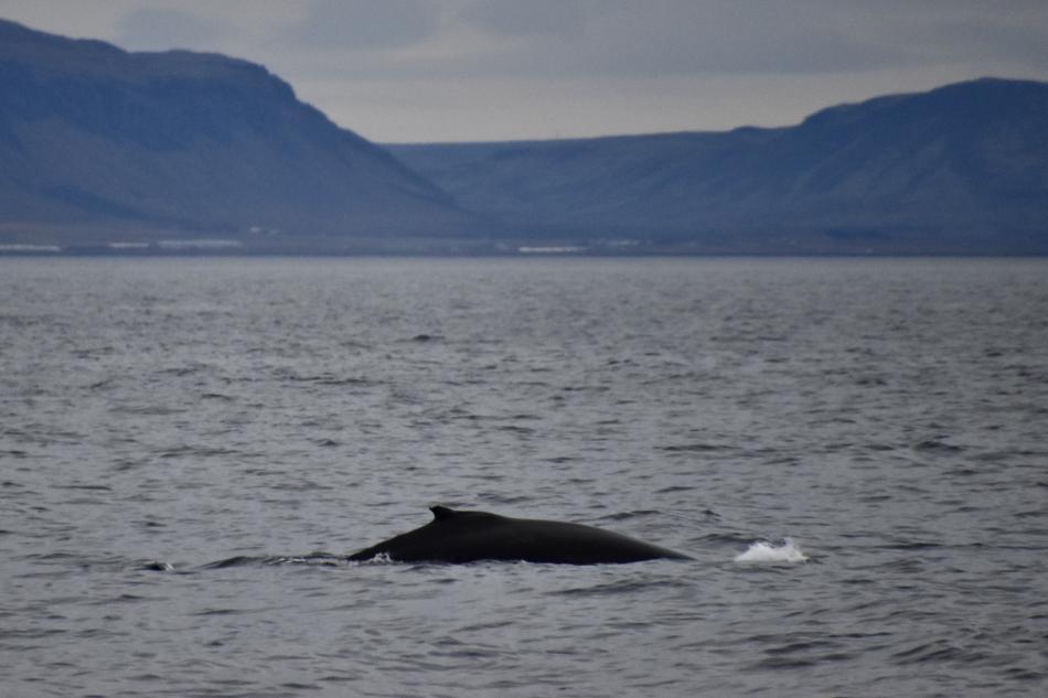 humpback whale in Faxaflói bay in front of Esja
