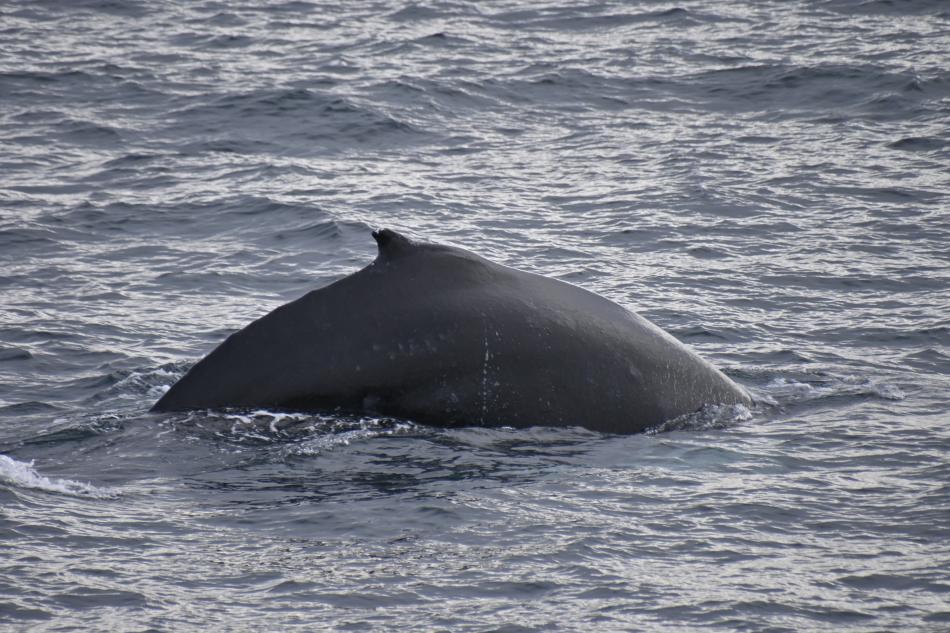 humpback whale in reykjavik