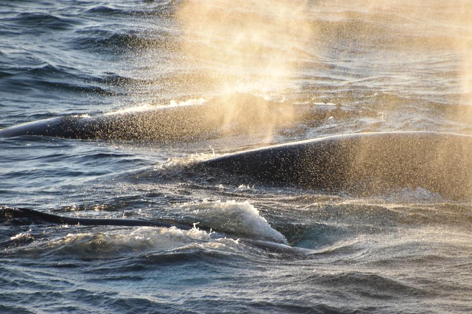 trio humpback whales surfacing together